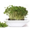 Кресс салат: полезная зелень с пикантной горчинкой