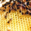 Пчелиный воск и его применение в косметологии – актуальная тема всех времен и народов