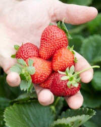 Клубника: полезные свойства и противопоказания любимой летней ягоды 